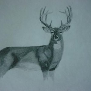 deerpencil.JPG