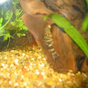 pleco_pic.jpg