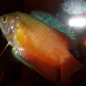 gourami_sick.jpg