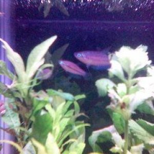 Sparkling_gouramis_10g.jpg