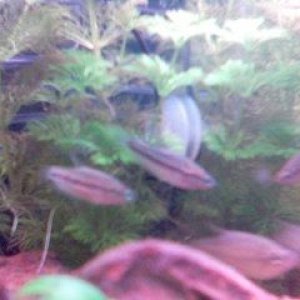 croaking_gouramis.jpg