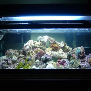 Reef_Aquarium_014.jpg