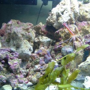 Reef_Aquarium_015.jpg