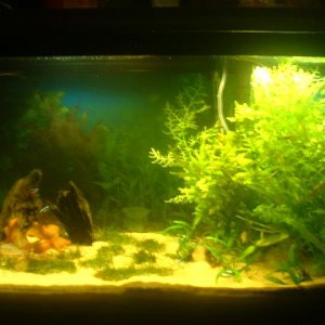 New_fish_tank__3.JPG