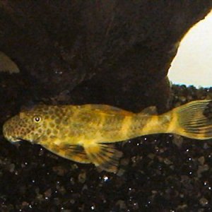 hemiancistrus_sp_l147_1_.jpg