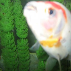 fish_photos_041.jpg