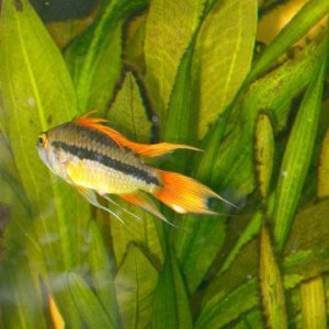 apistogramma_sunburst_1.jpg