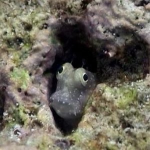 blenny00228.jpg