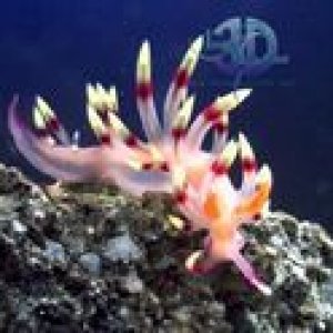 nudibranch_B.jpg