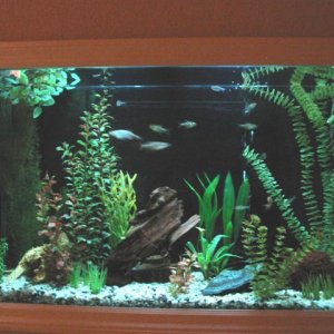 45_gallon_tank_036a.jpg