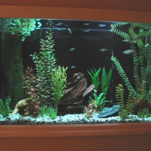 45_gallon_tank_034a.jpg