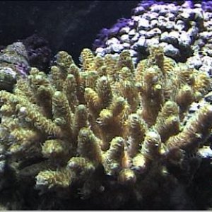 reef1_039.jpg