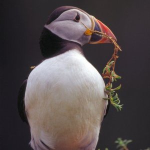 skomer_puffin_july2003_image2.jpg