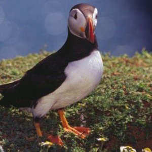 skomer_puffin_july2003_image1.jpg