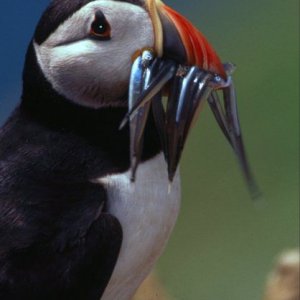 skomer_puffin_july2003_image4.jpg