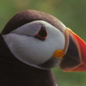 skomer_puffin_july2003_image21.jpg