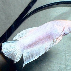 white_betta.JPG