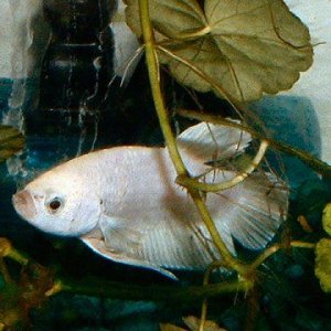 white_betta6.JPG