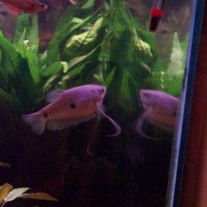 Gourami_in_mirror.JPG