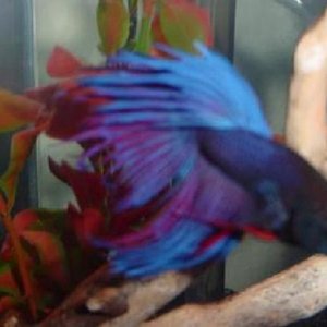 Betta_005.jpg