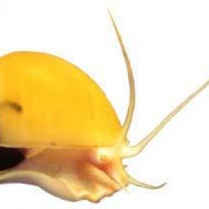 pomacea_bridgesi.jpg