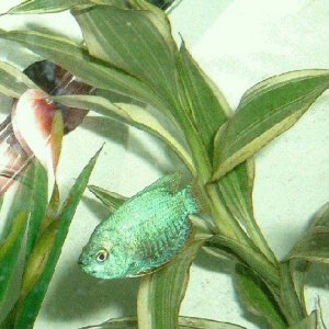 gourami1.jpg