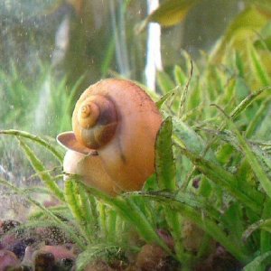 snail.jpg