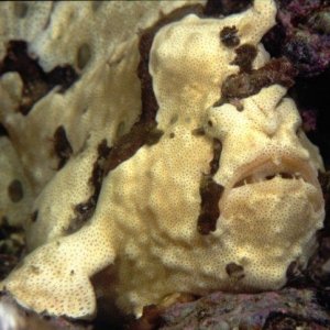 frogfish_1_.jpg