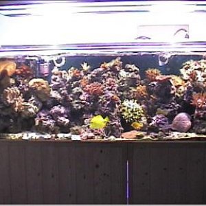 reef1_126.jpg