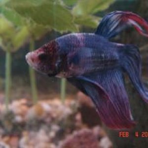 Betta2.jpg