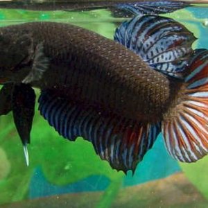 betta4.jpg