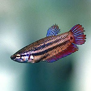 betta_splendens2_x.jpg