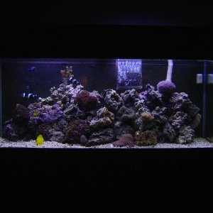 75_gallon_reef.jpg