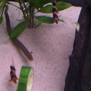 reedfishnloach.JPG