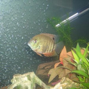 severum.JPG