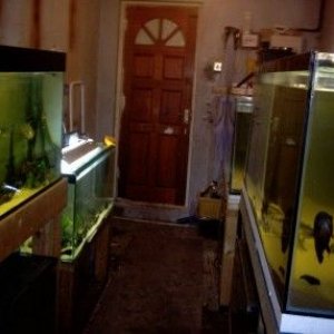 fish_room_001.jpg