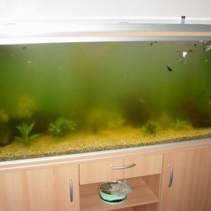 Ians_Fish_Tank_002a.jpg