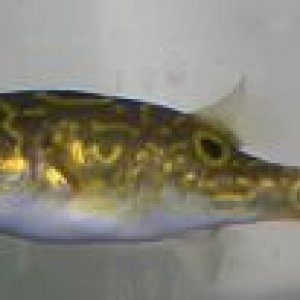 Figure_8_puffer2.JPG