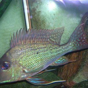 Geophagus.JPG