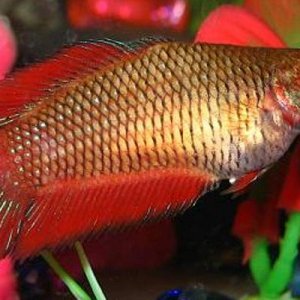 female_double_tail_betta.jpg