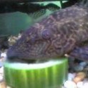 Pleco.jpg