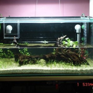 Fishtank0225.JPG