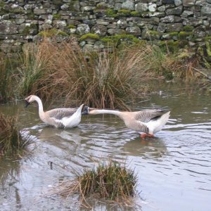 geese_002.jpg