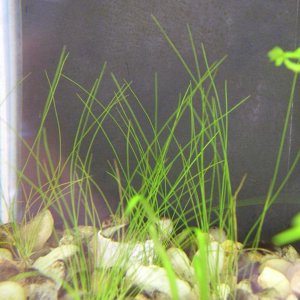 hairgrass.JPG