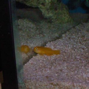 yellowgoby.jpg