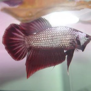 betta_red_dragon_2.jpg