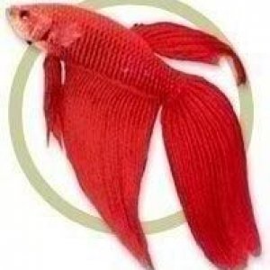 Male_Betta.jpg