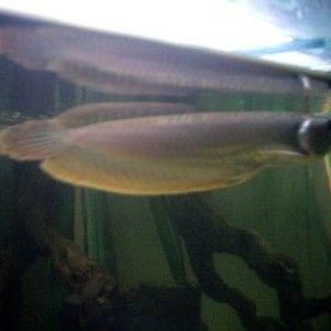 arowana_2.jpg