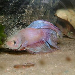 Betta_Cory01.JPG