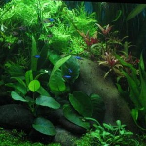 125g_planted_discus__02_apr_06_021__Custom___Custom_.jpg